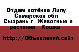 Отдам котёнка Лилу - Самарская обл., Сызрань г. Животные и растения » Кошки   